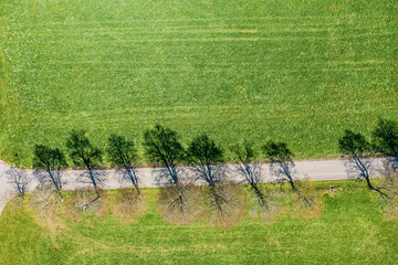 Top view of trees and their shades along a path through a meadow