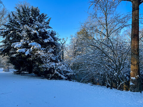 Snow covered trees and bushes on a beautiful sunny Winter Day in Berlin Public Park Hasenheide with snow, sun and a blue sky. In Kreuzberg Neu-Koelln.