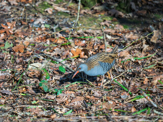 Obraz premium A Water Rail Feeding in Leaf Litter