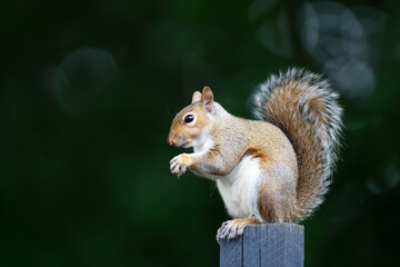 Obraz premium Portrait of a cute young grey squirrel eating nut on garden fence post