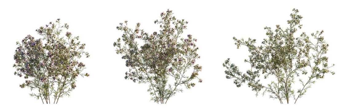 Chamelaucium uncinatum (Geraldton Waxflower, Waxflower) isolated PNG on a transparent background premium nature cutout