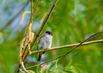 Fototapeta premium Eurasian blackcap male singing on willow tree branch in spring