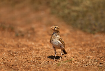 Greater short-toed lark standing on dry, reddish-brown ground in its natural habitat