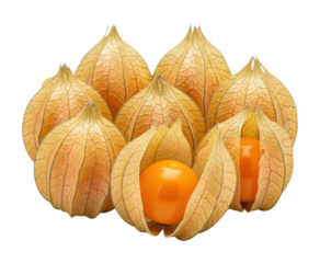 Harvesting physalis fruit nature garden food isolated on transparent background