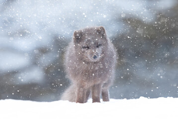Obraz premium Blue morph Arctic fox standing in a snowy white winter landscape