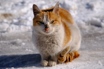The cat, the cat sitting on the snow.
