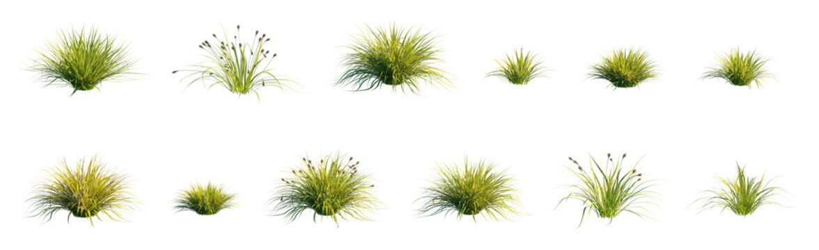 Japanese Sedge Grass (Carex morrowii, Ornamental Sedge) isolated PNG on a transparent background premium nature cutout