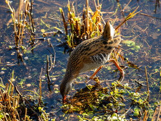 Fototapeta premium A Water Rail Feeding by a Frozen Pond