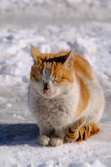 The cat, the cat sitting on the snow.
