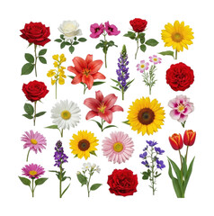 Vibrant flower arrangement floral colorful display top-down view isolated on transparent background