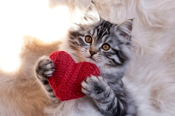 Cute gray kitten holding red knitted heart shaped toy in paws on fur
