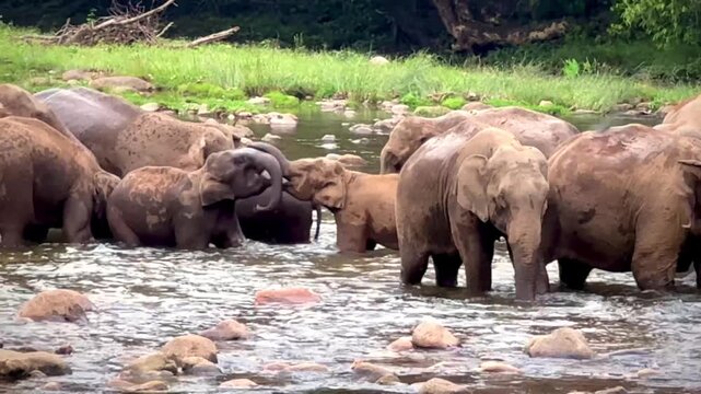 Herd of elephants drinking water in the river Munnar Kerala India. Elephants fighting playing Indian wild life in national park forest. 