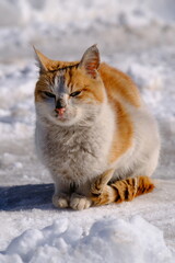 The cat, the cat sitting on the snow.

