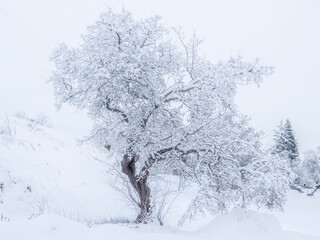 Winter landscape with snow and frost