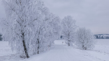 Winter landscape with snow and frost