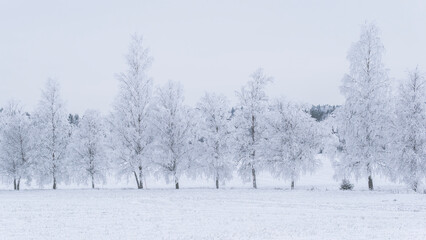 Winter landscape with snow and frost