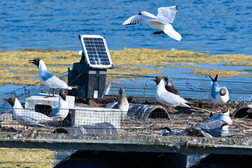 Lachmöwenkolonie in Linum   © Karin Jähne