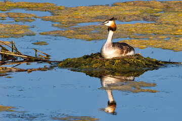 Haubentaucher beim brüten in der Abendsonne	
