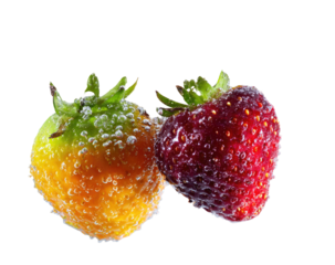 Two vibrant strawberries, one orange, one red, are close together against a black background.  The orange strawberry appears coated with tiny bubbles, creating a textured surface.  