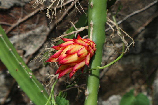 a flower bud of a dragon fruit plant, a clambering stem with its flower bud, in a garden in a rural area in Java, Indonesia