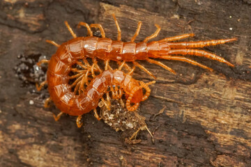 Fototapeta premium A centipede crawls on a wooden surface, showcasing its many legs and segmented body in a close-up shot.