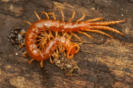 A centipede crawls on a wooden surface, showcasing its many legs and segmented body in a close-up shot.