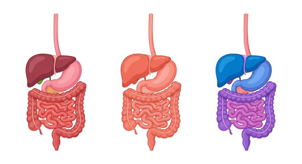 Human Digestive System Anatomy Illustration