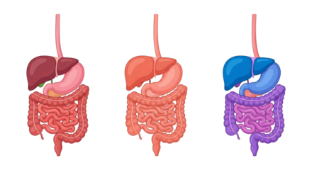 Human Digestive System Anatomy Illustration