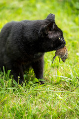 A black cat with a mouse it caught in the garden.