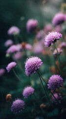 Obraz premium Purple Pincushion Flowers Blooming in Garden