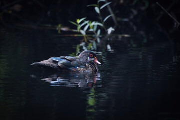 male wood duck swimming in a pond