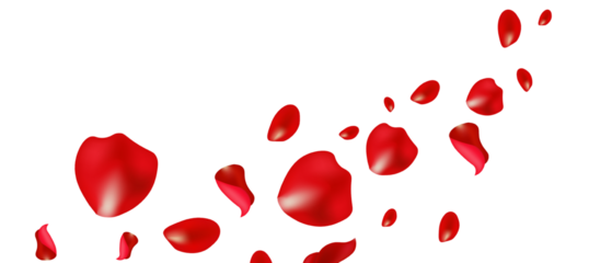 red Rose Petals Isolated on White Background