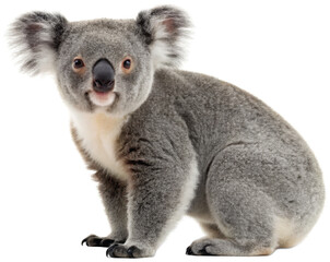 A fluffy, endearing, and realistically rendered koala, with dense grey fur and large, expressive eyes, is captured in a slightly angled pose, appearing to gaze, isolated on transparent background.