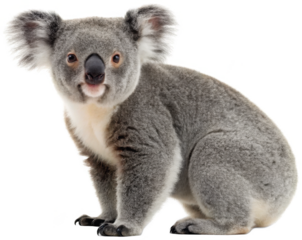 A fluffy, endearing, and realistically rendered koala, with dense grey fur and large, expressive eyes, is captured in a slightly angled pose, appearing to gaze, isolated on transparent background.