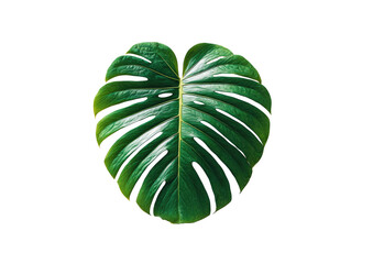 Close-up of a vibrant, heart-shaped tropical leaf, exhibiting deep green hues and intricate venation patterns against a stark black background
