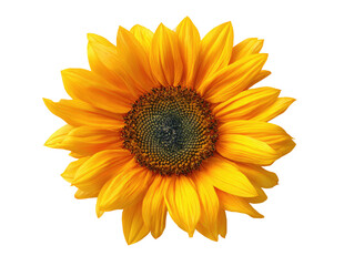 Fototapeta premium Close-up of a vibrant sunflower against a black background. Bright yellow petals radiate outward from a dark brown, textured center. Detailed view of flower structure