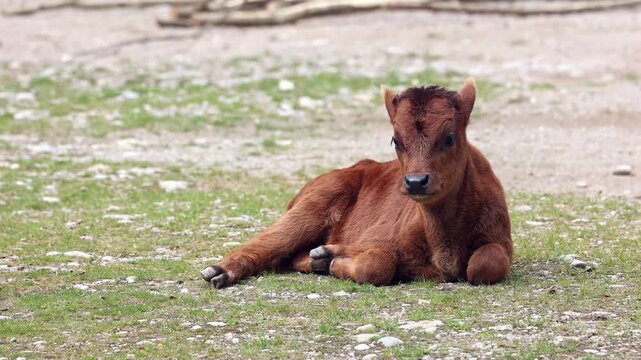Baby Aurochs, Heck cattle, Bos primigenius taurus, claimed to resemble the extinct aurochs. Domestic highland cattle
