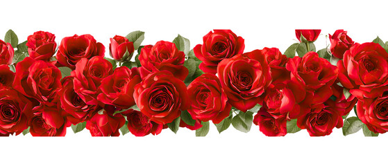 red rose on white background