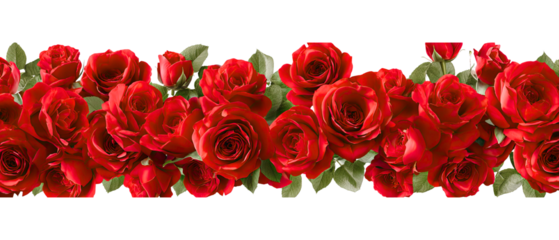 red rose on white background