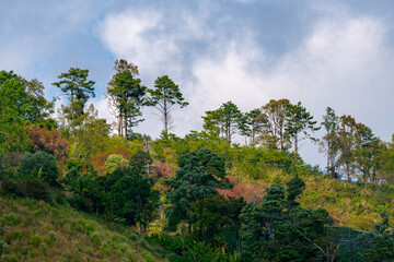 Fototapeta premium clouds over the forest