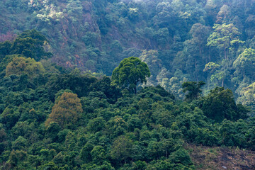 Fototapeta premium mountain landscape with trees and mountains