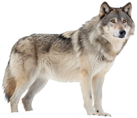 A strikingly realistic, grey and tan colored adult wolf with dense fur and piercing amber eyes stands alertly in a naturalistic pose, exhibiting a powerful and, isolated on transparent background.