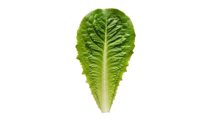 Fresh green lettuce leaf with water drops, isolated on transparent background