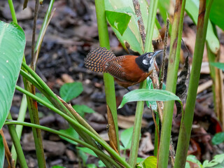 A chestnut-capped tit (Cantorchilus nigricapillus), photographed on a Tortuguero canal in Tortuguero National Park.