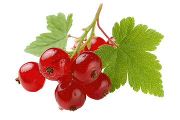 Red currant cluster with leaves. A bunch of bright red currants are clustered together on a stem with vibrant green leaves.  The berries are glistening, and appear fresh and ripe