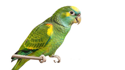 Green Parrot Perched on Branch, Isolated on Transparent Background