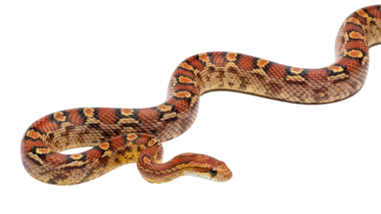 Corn Snake Wriggling on Transparent Background