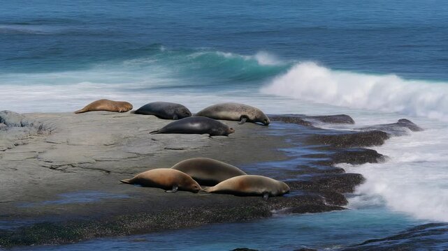 Seals resting on rocky coastline with waves crashing in the background