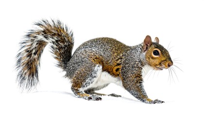 Eastern Gray Squirrel Portrait on White Background, Wildlife Photography.
