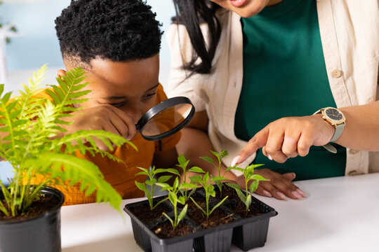 African American woman and child leaning, pointing, peering through lens at seedling tray at home
